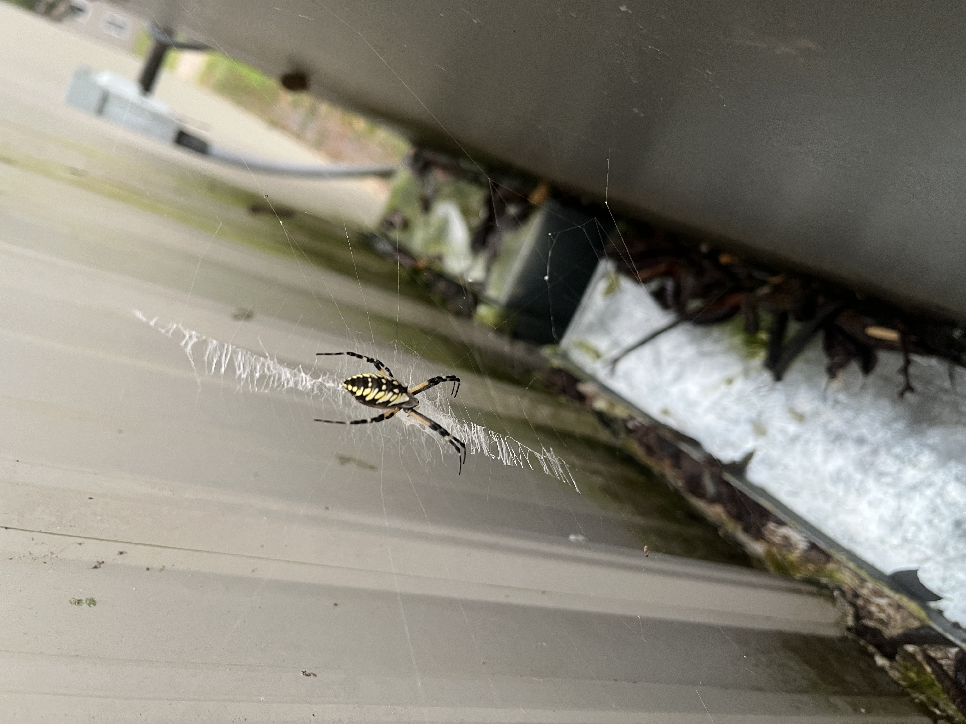 Garden spider