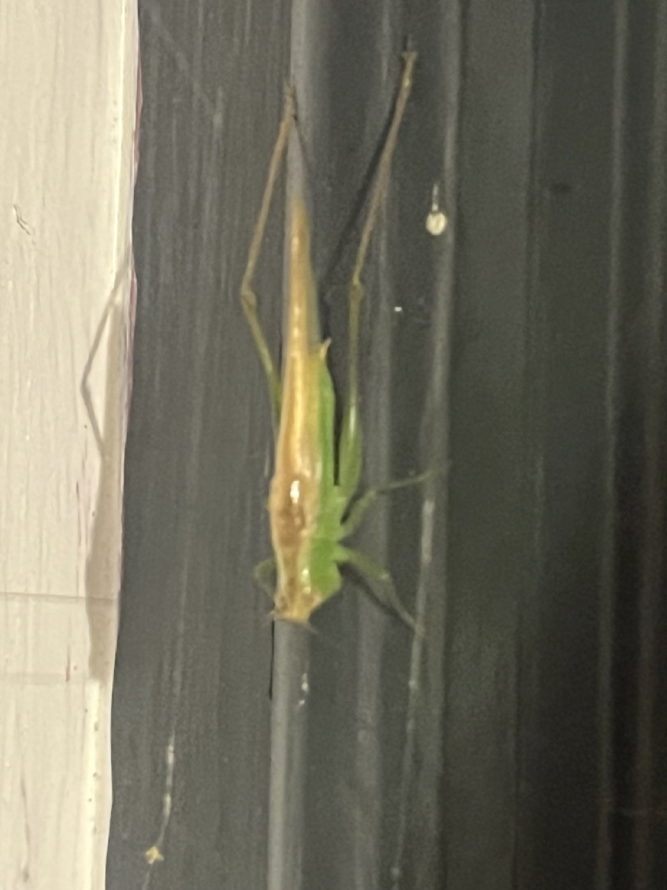 Katydid